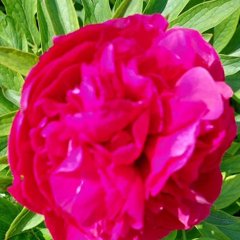 Maggiostagione di fioritura delle peoniema con temperature estive.