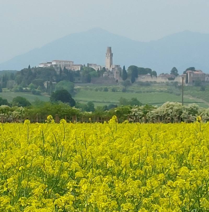 fioritura di colza su sfondo castello di san salvatore.