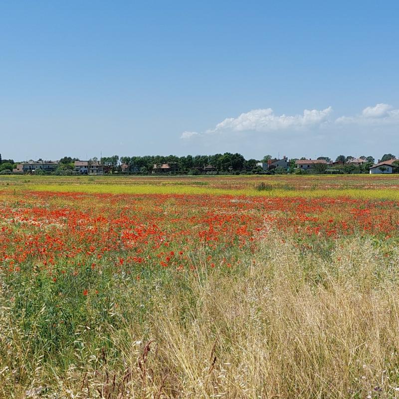 Incoltouguale bellezza naturale.