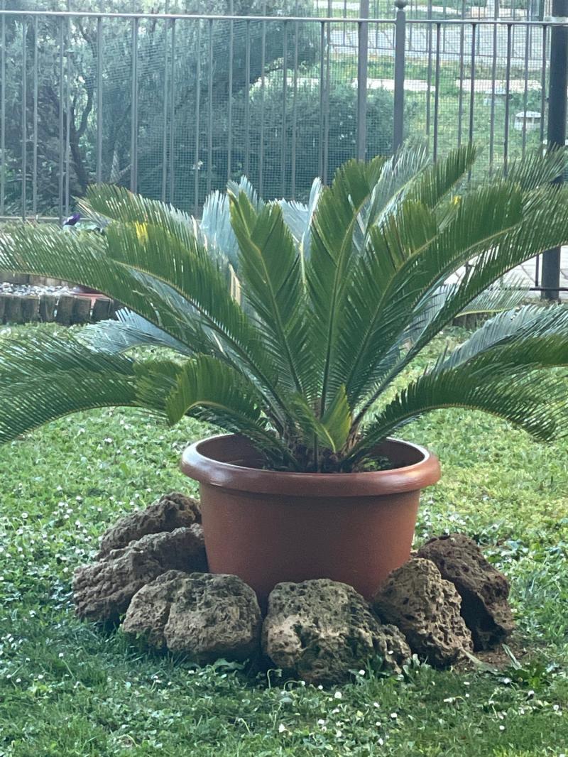 Fotosegnalazione di Travagliato