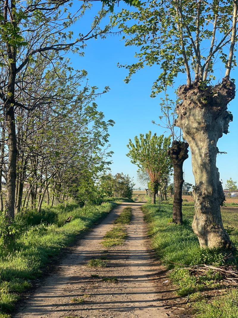 Fotosegnalazione di Travagliato