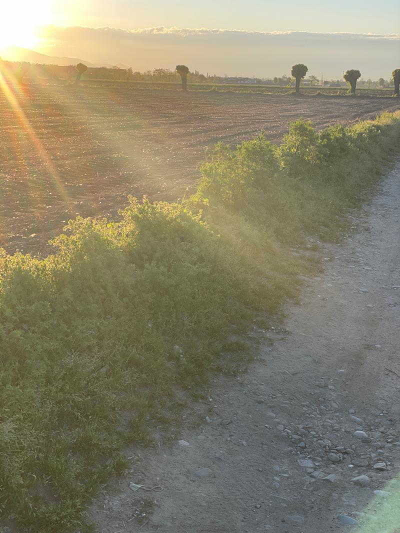 Fotosegnalazione di Travagliato