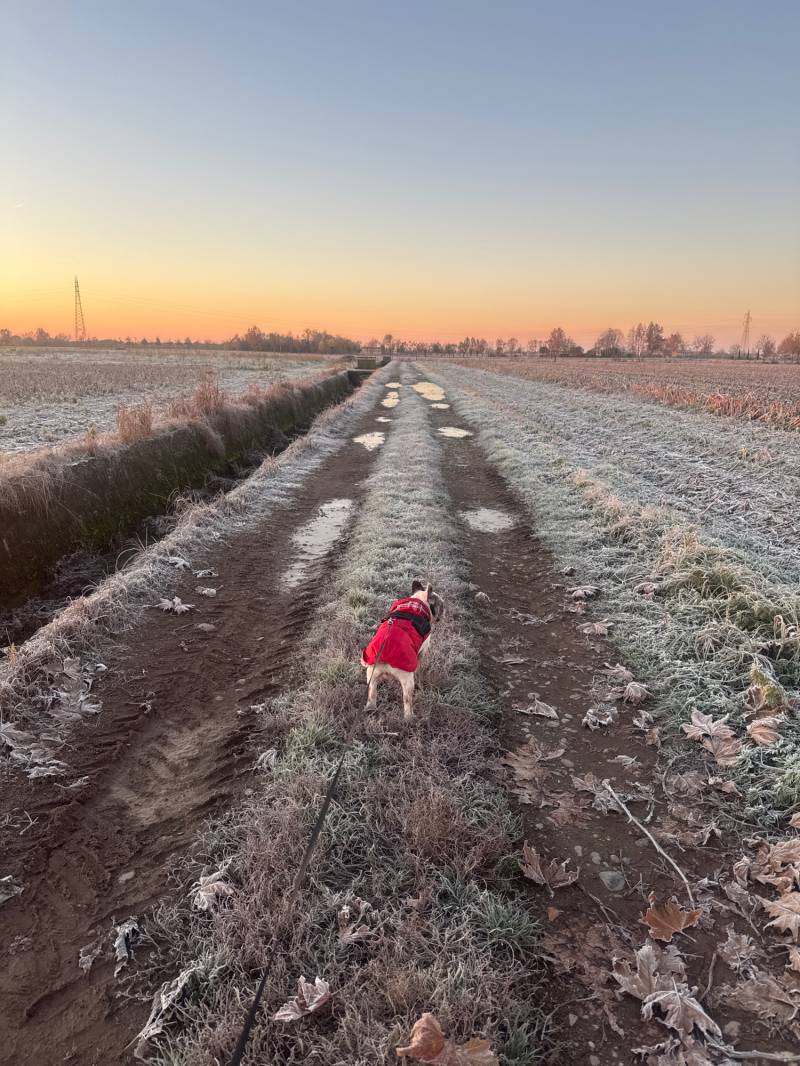 Fotosegnalazione di Travagliato