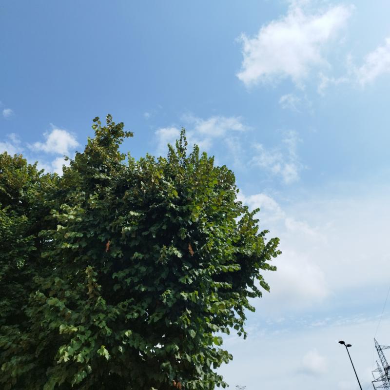 Fotosegnalazione di Cologno monzese