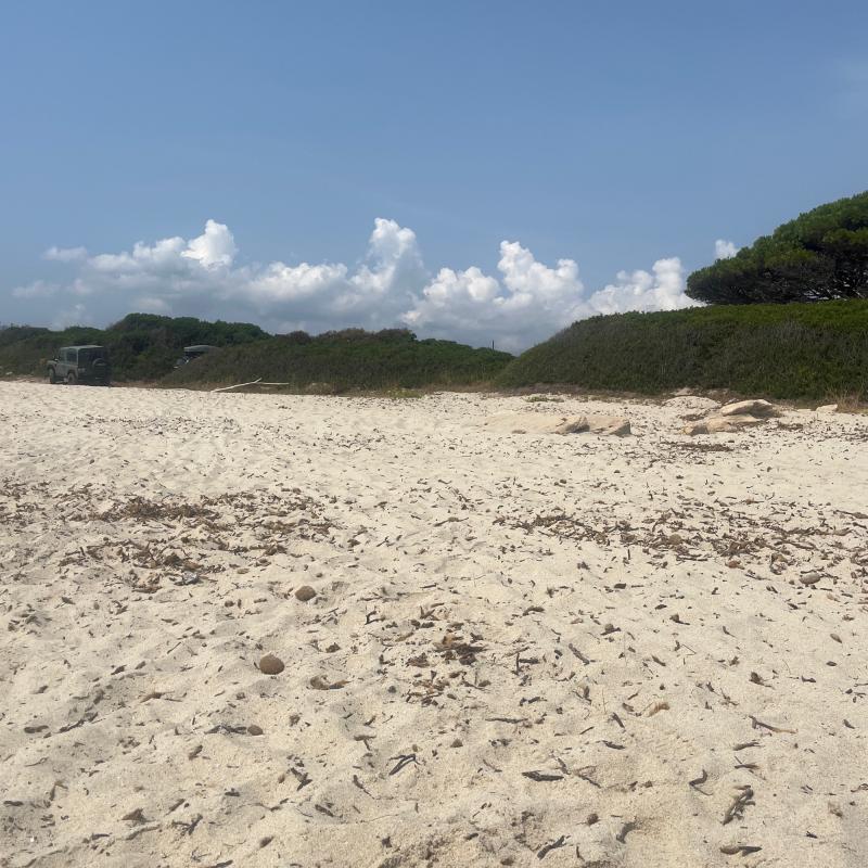 Costa rei