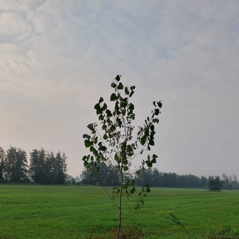Fotosegnalazione di Galgagnano