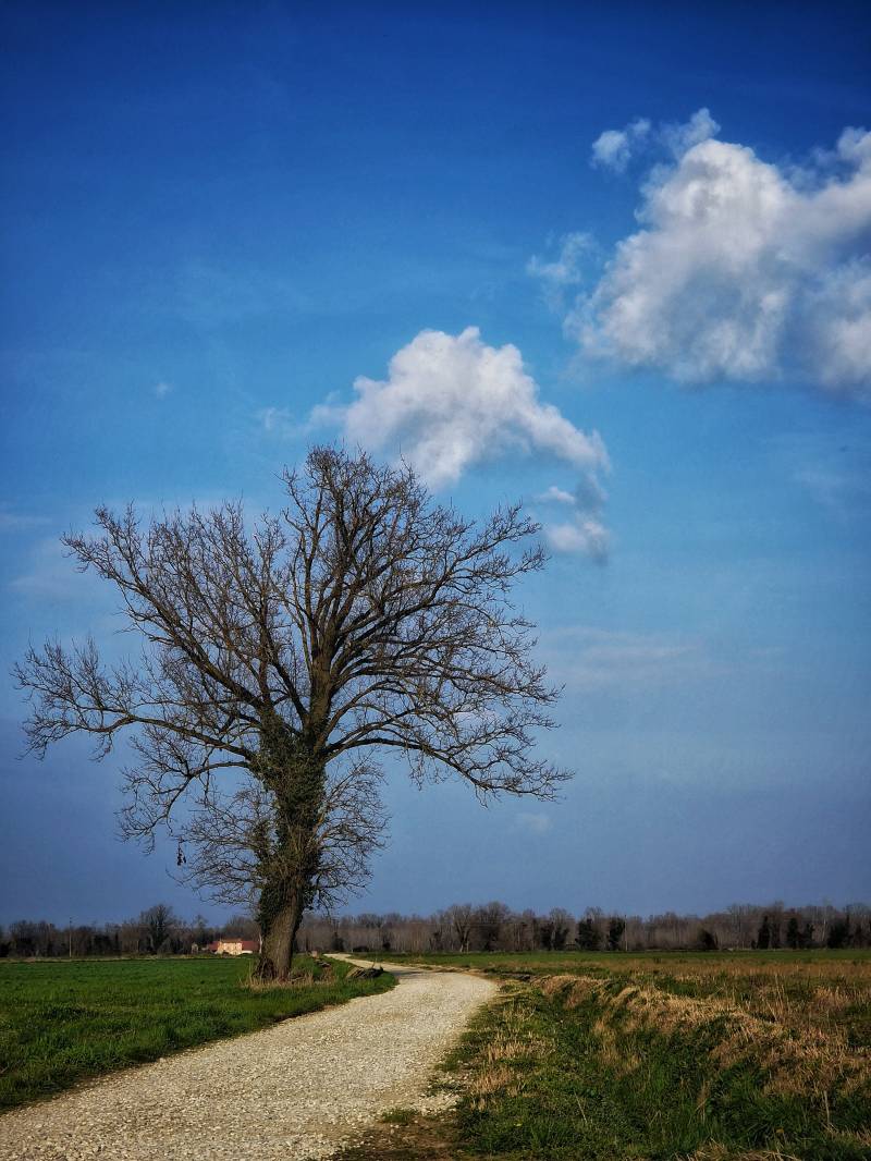 primavera quasi