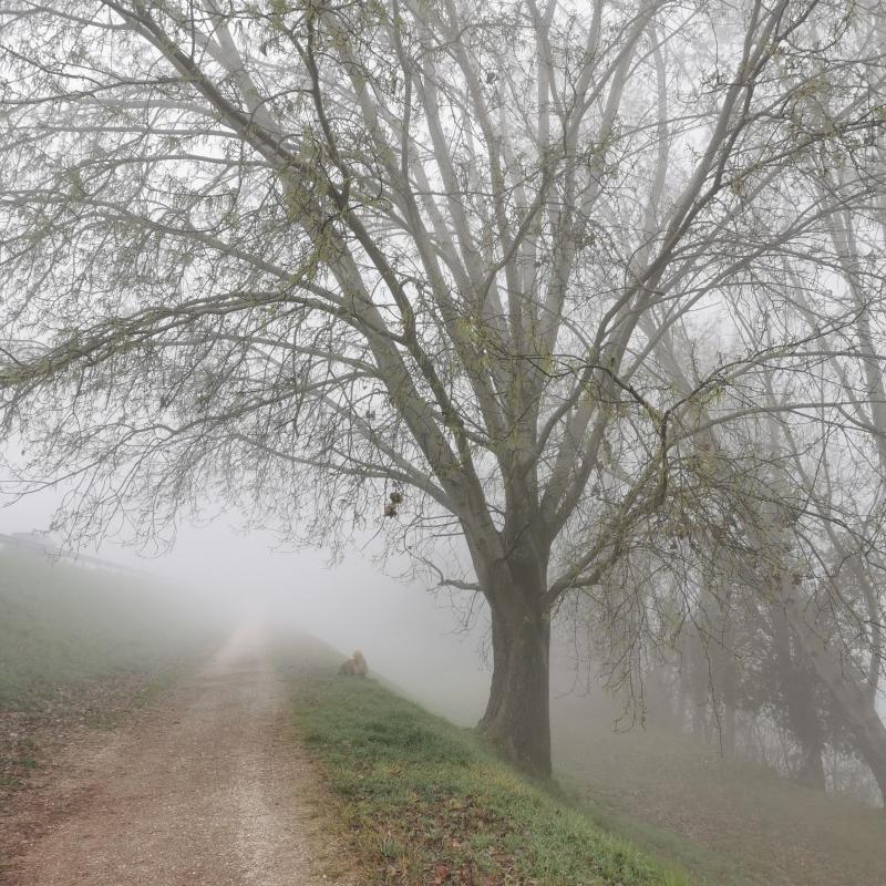 Fotosegnalazione di Padova pontevigodarzere