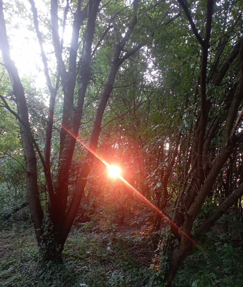alba
