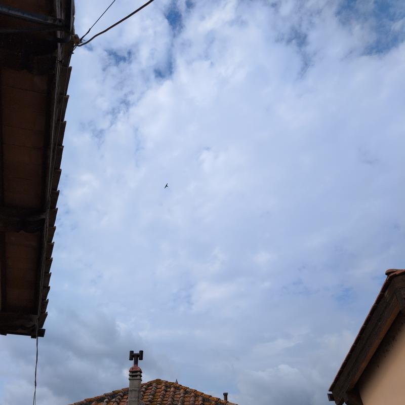 Fotosegnalazione di Trevignano romano