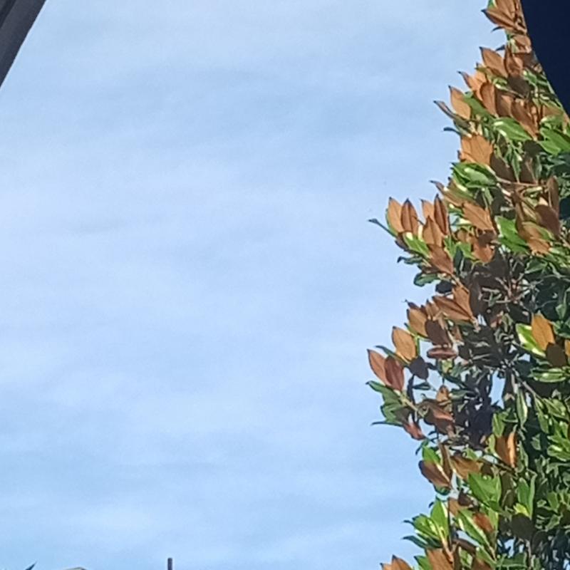 Velature