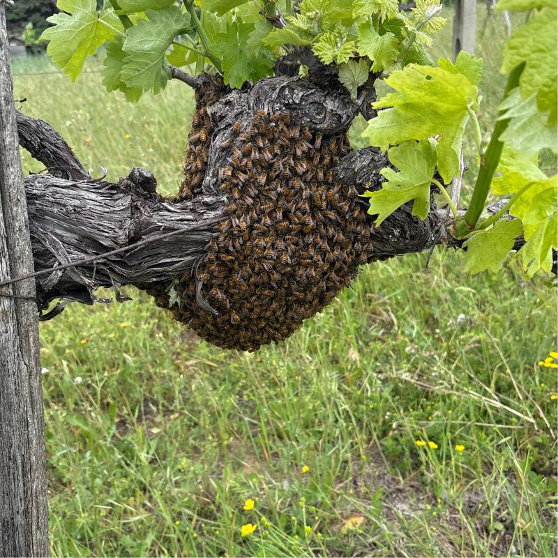 Foto di uno sciame di api attaccato ad una vite