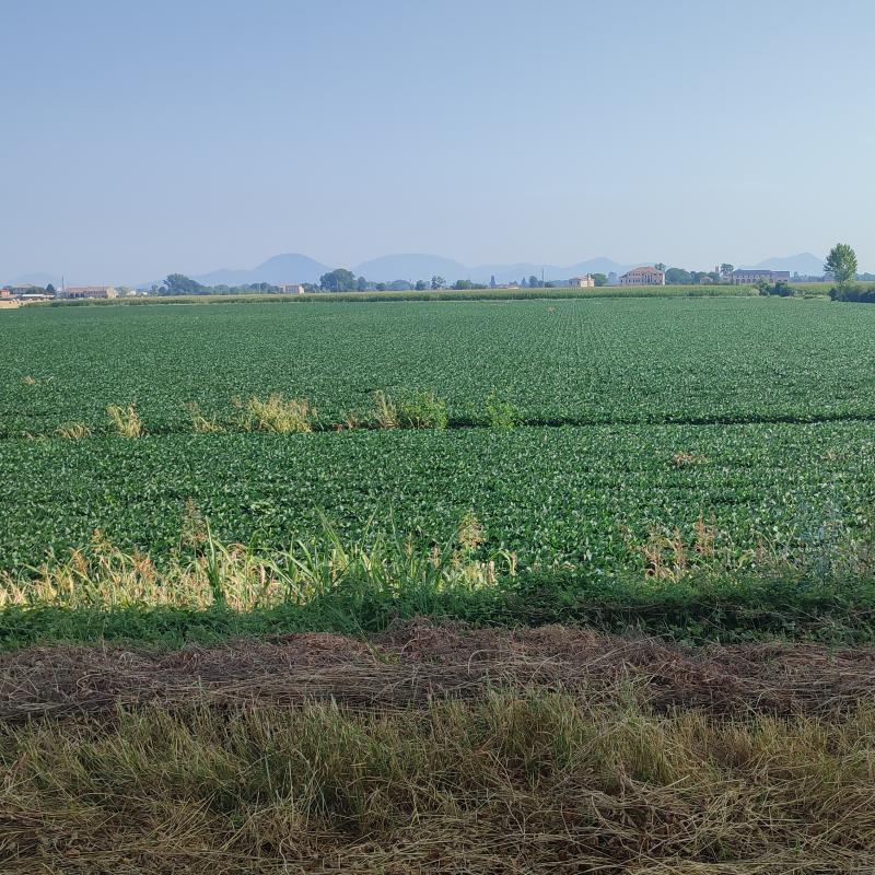 Fotosegnalazione di Villa estense