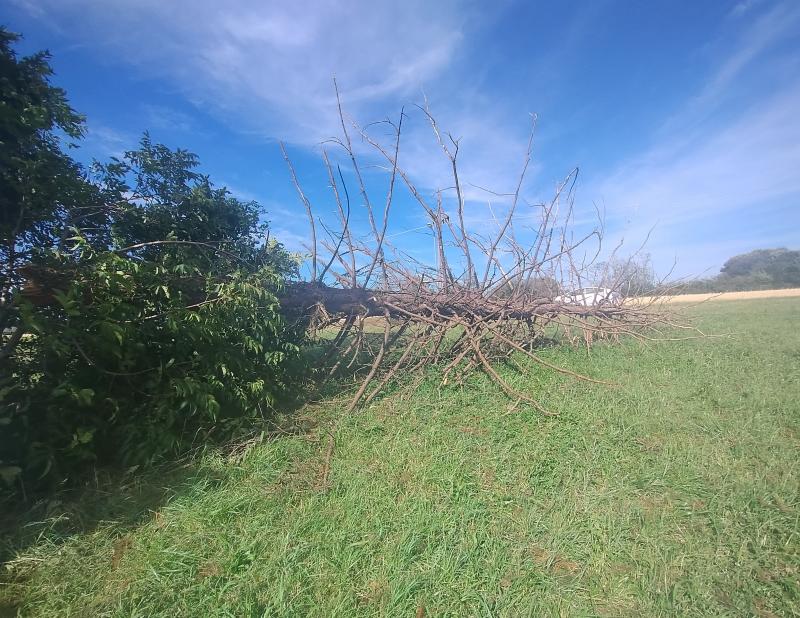 albero spezzato da tromba d'aria