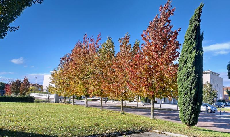 colori d'autunno....