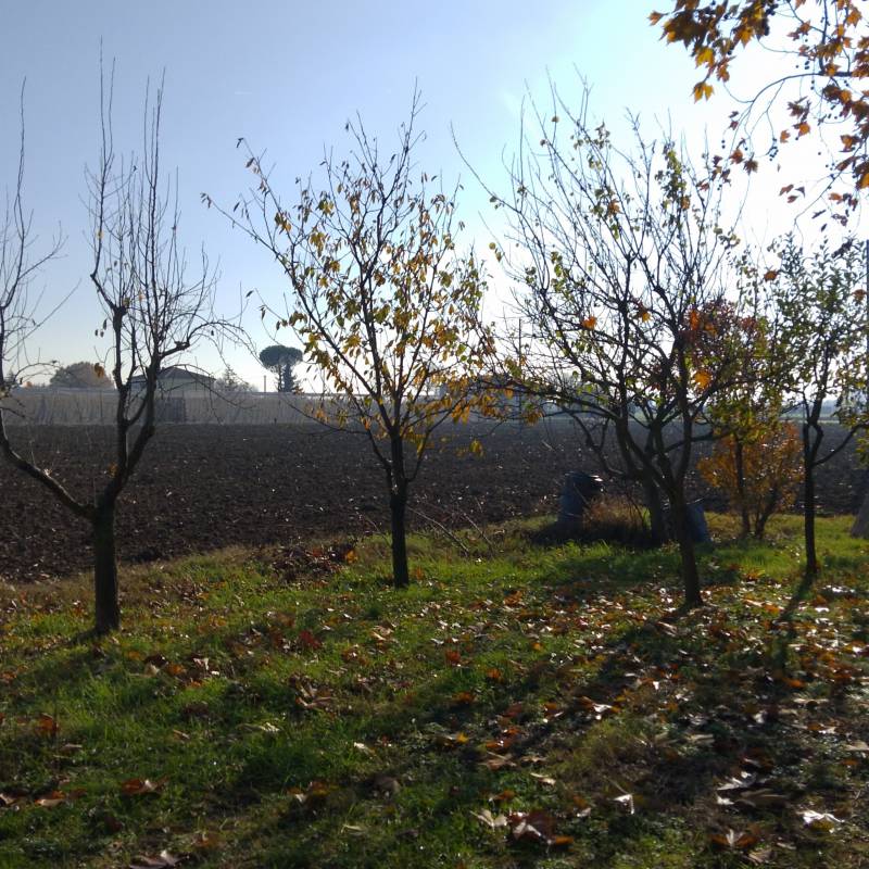 Fotosegnalazione di Forli' est