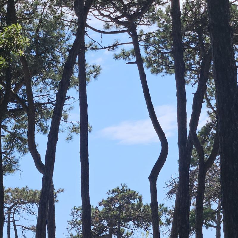 Fotosegnalazione di Porto santa margherita