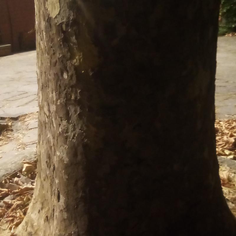 Fotosegnalazione di Pontedera