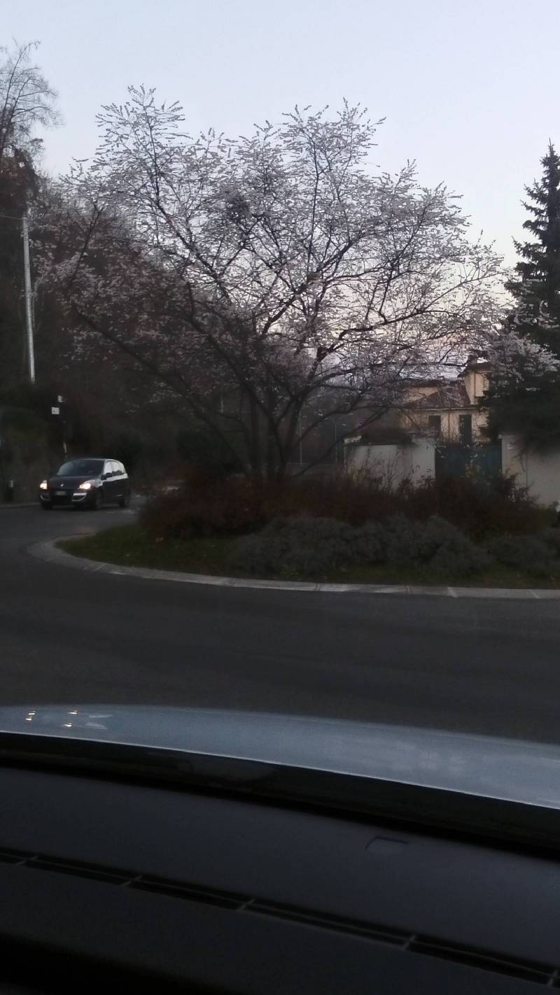 primavera dicembre 2015