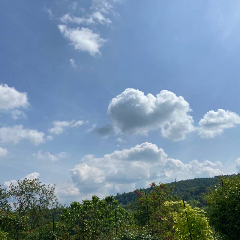 Fotosegnalazione di Odalengo piccolo