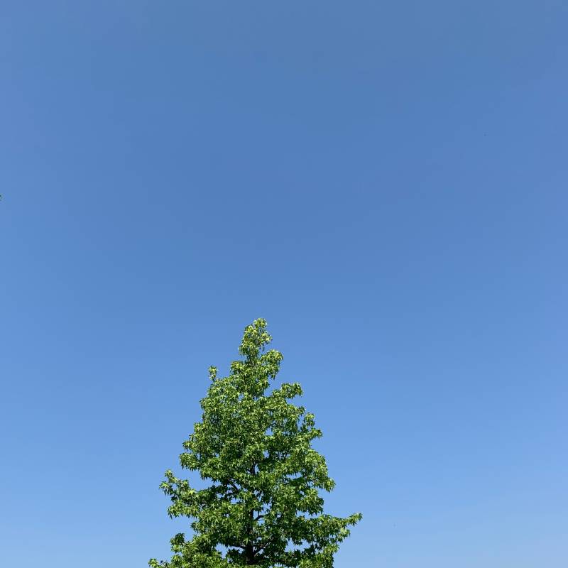 Fotosegnalazione di Cordovado