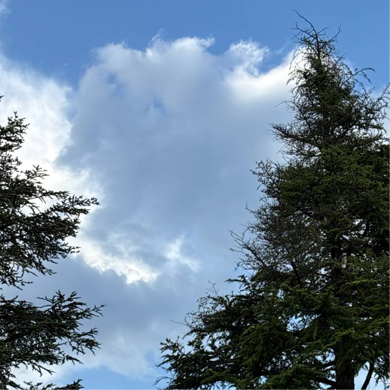 Fotosegnalazione di Cordovado