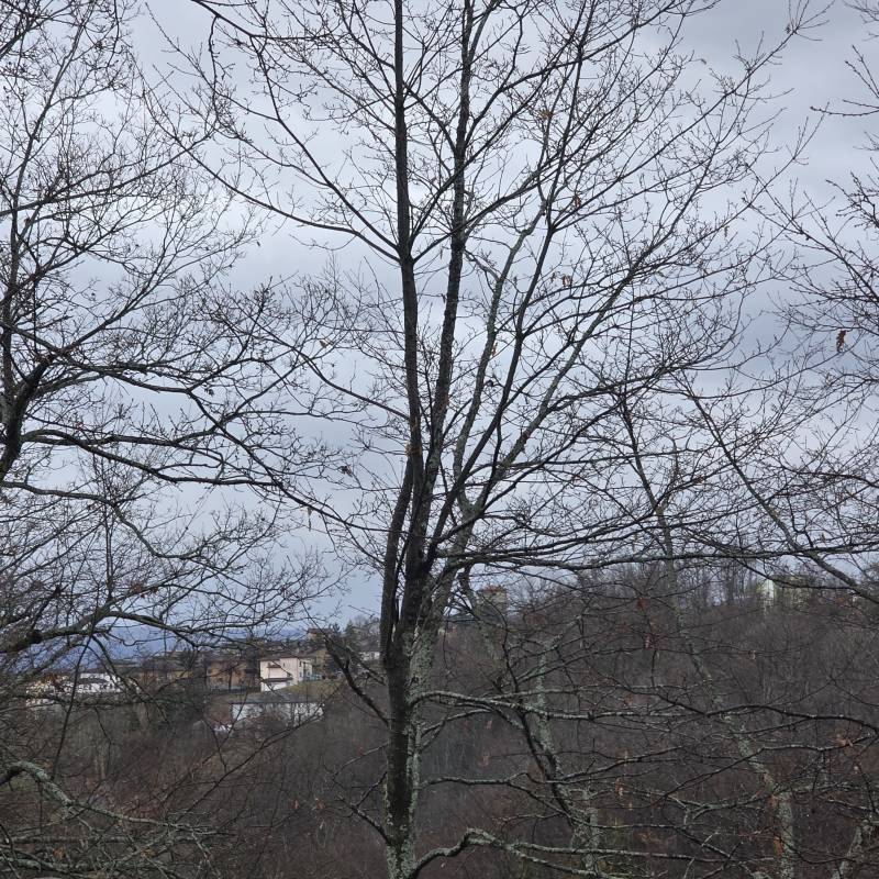 Fotosegnalazione di Lama mocogno