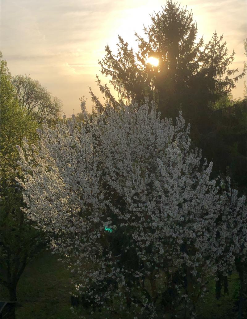 Fotosegnalazione di Ferrara centro