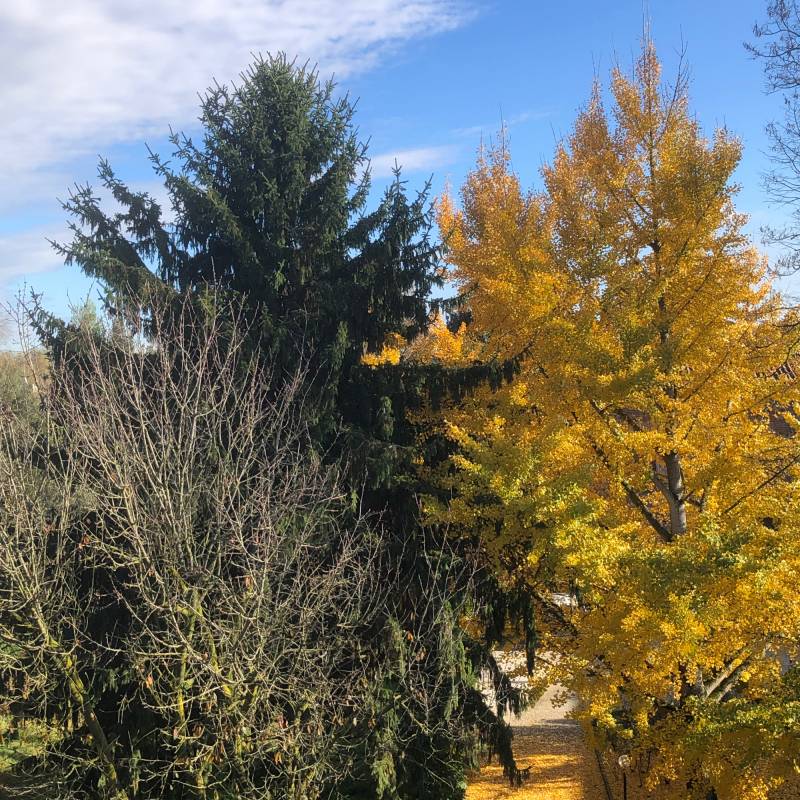 Fotosegnalazione di Ferrara centro