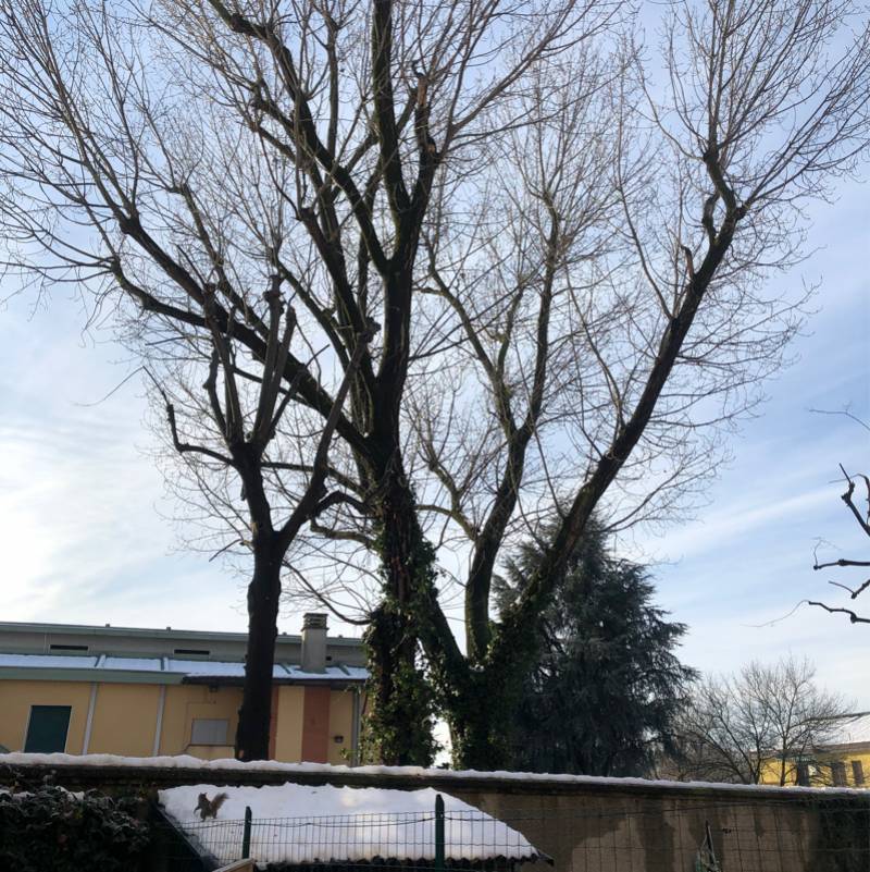Fotosegnalazione di Rho