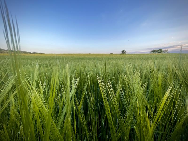 campagna al tramonto