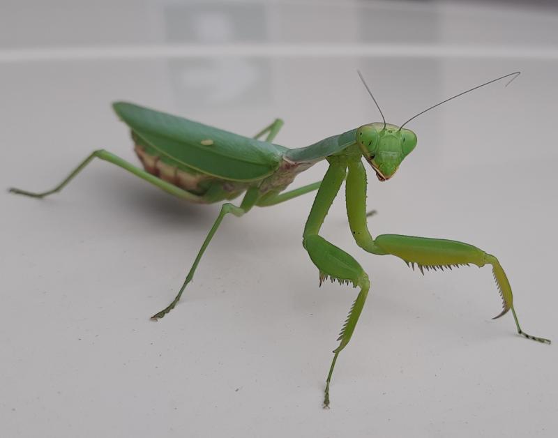 mantide religiosa