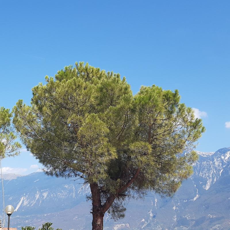 Sereno sul baldo