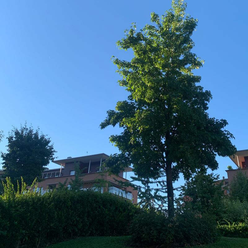 Fotosegnalazione di Bergamo