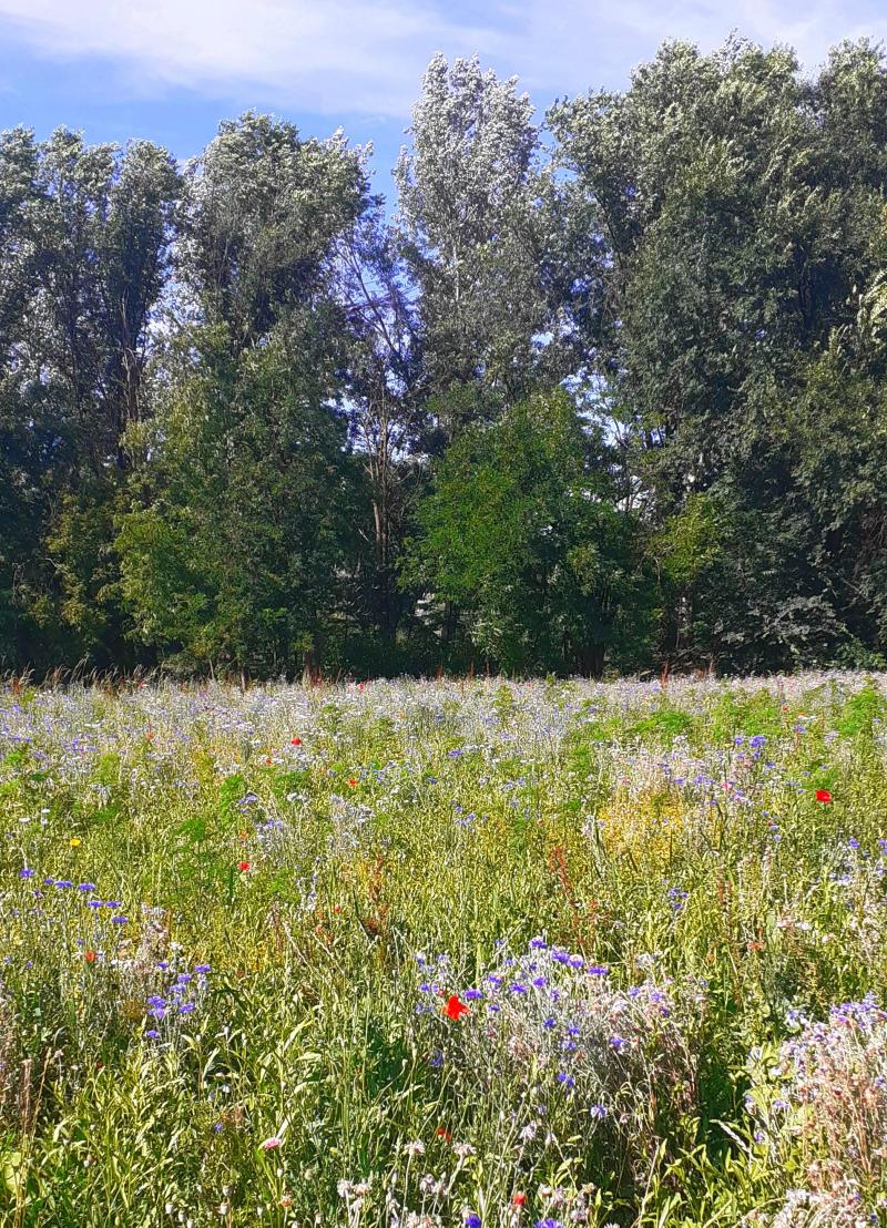 fiordalisi al parco delle cave