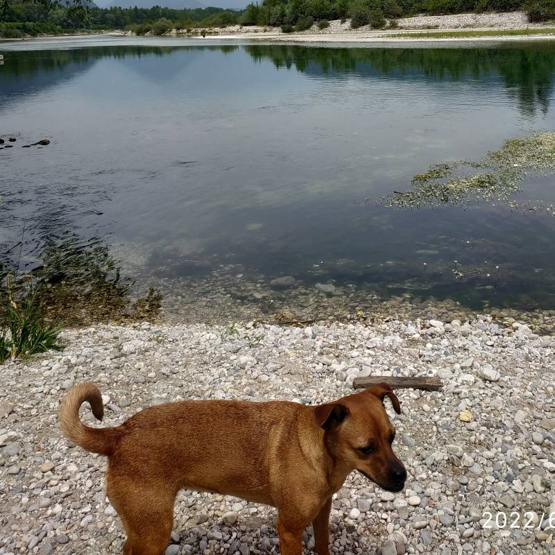 Fotosegnalazione di Pederobba