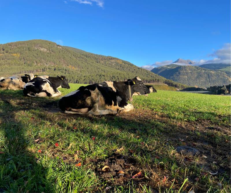 Fotosegnalazione di Naz sciaves