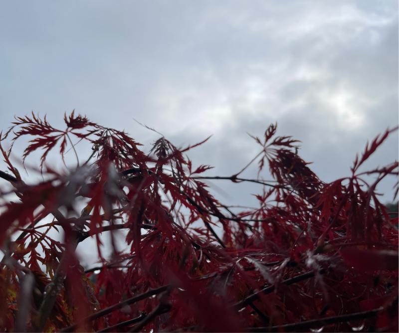 Fotosegnalazione di Naz sciaves