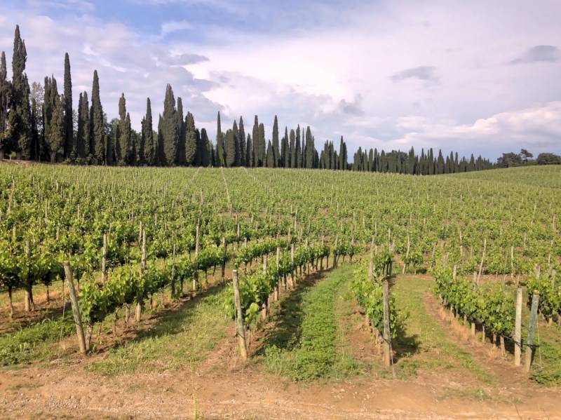 Passeggiata tra le vigne di Villa d'Arceno