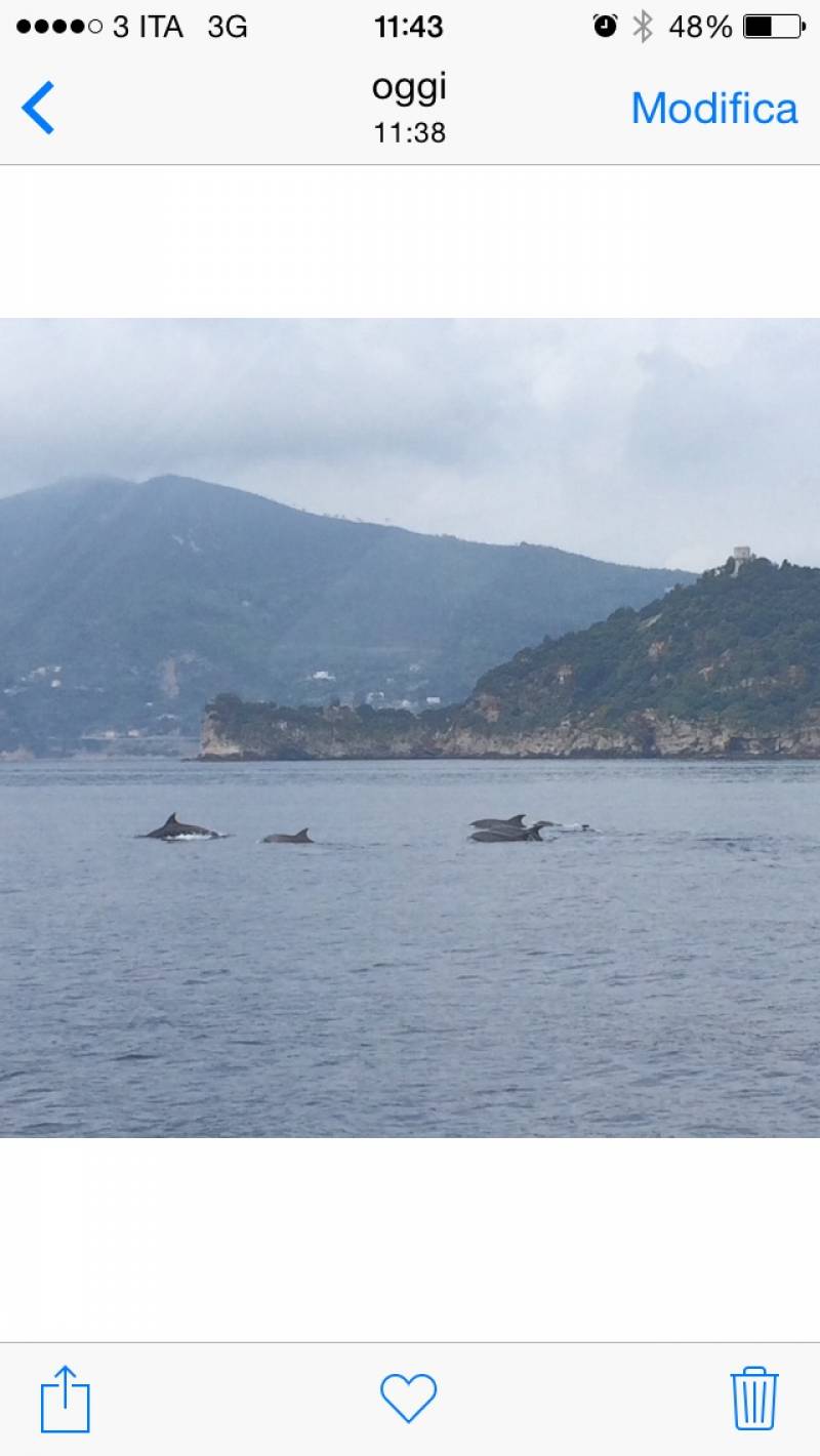 Delfini All'isola Gallinara