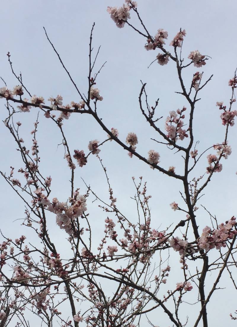Un Prugno In Fiore