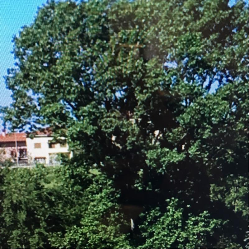 Fotosegnalazione di Bergamo Sant'Agostino