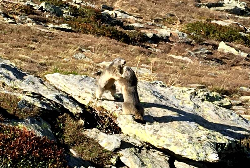 Lotta tra Marmotte by Prali Freeride