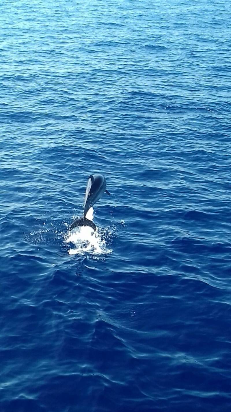 Delfini A Filicudi