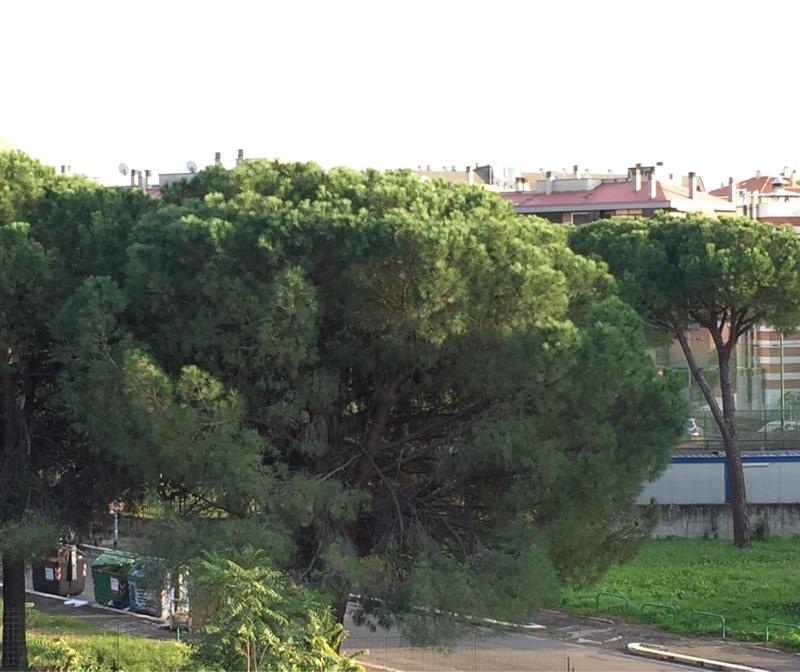 Fotosegnalazione di Roma tor vergata