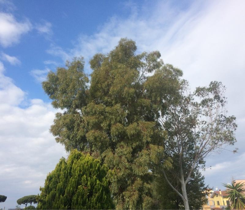 Fotosegnalazione di Ciampino