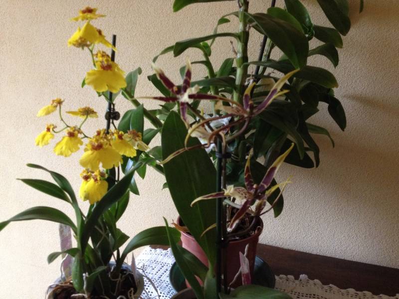 orchidee di casa 