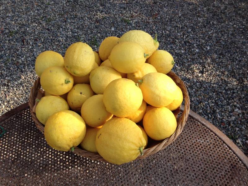 Seconda raccolta 42 limoni
