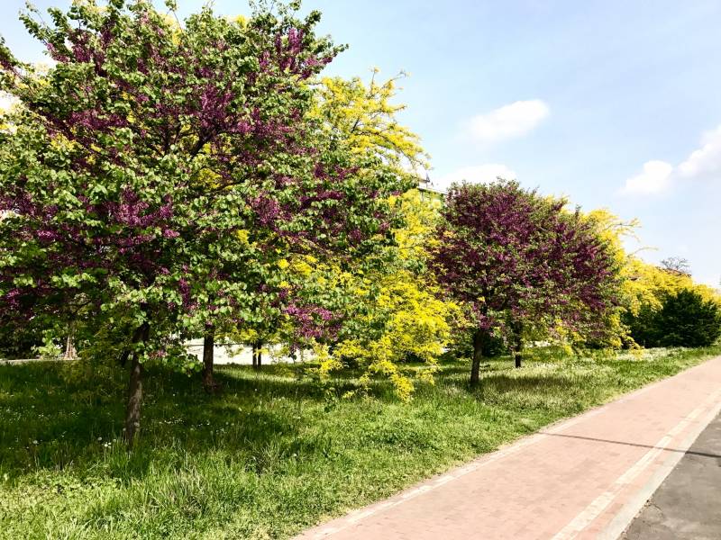 alberi in fiore 