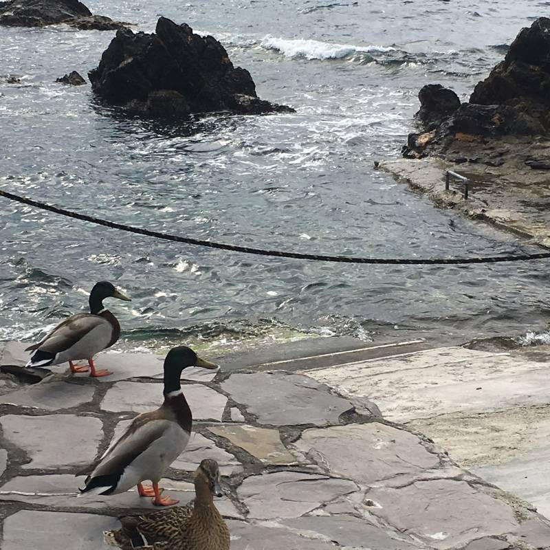 Fotosegnalazione di Genova nervi